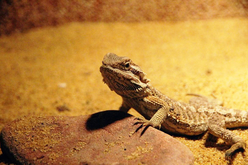 central bearded dragon on a tank