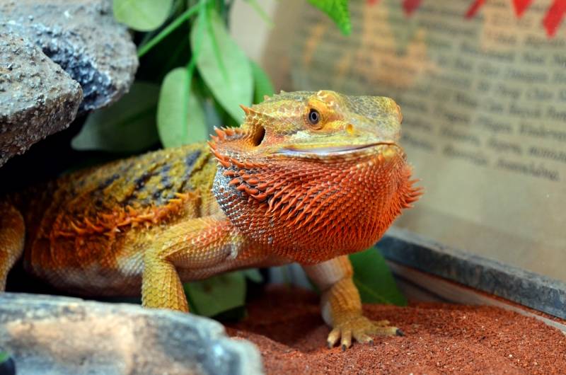 central bearded dragon