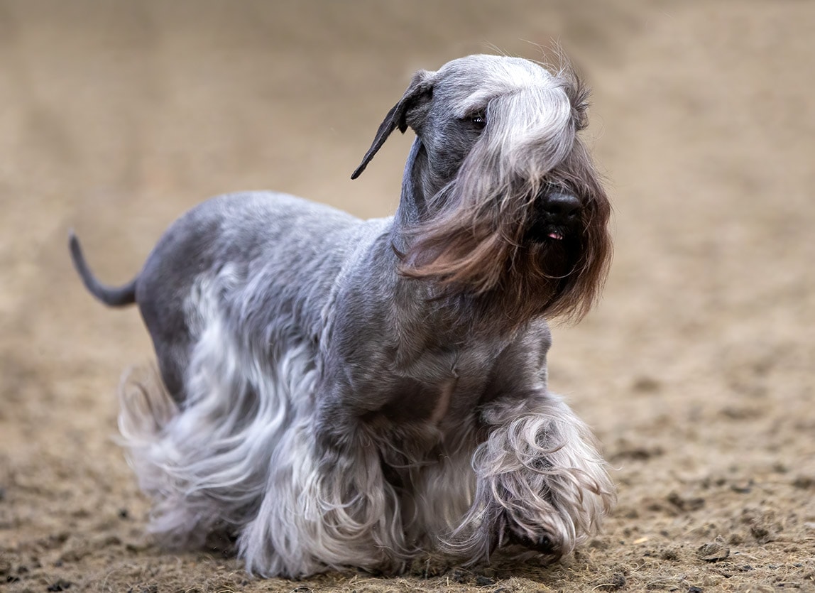 Cesky Terrier