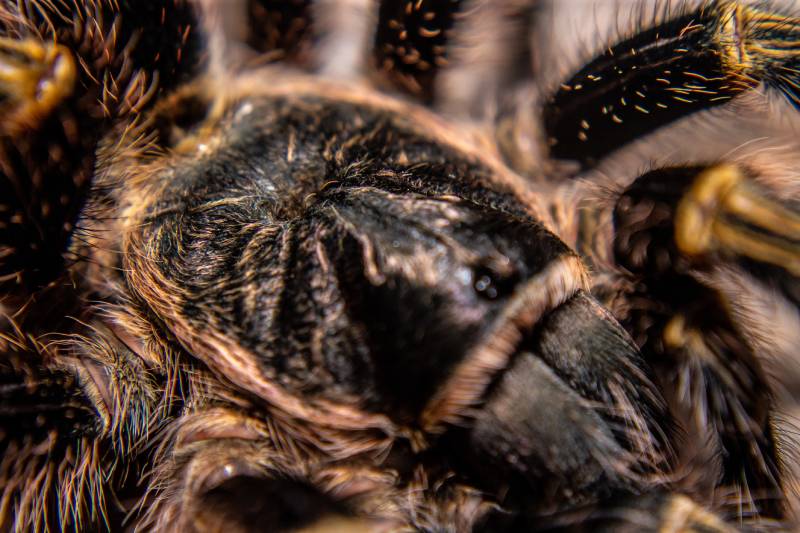 chaco golden knee tarantula close up