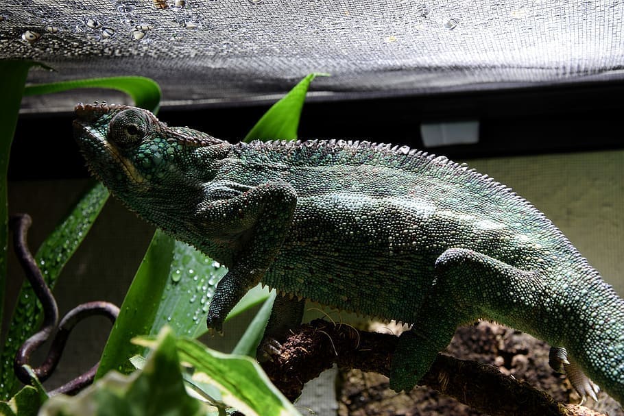 chameleon in terrarium