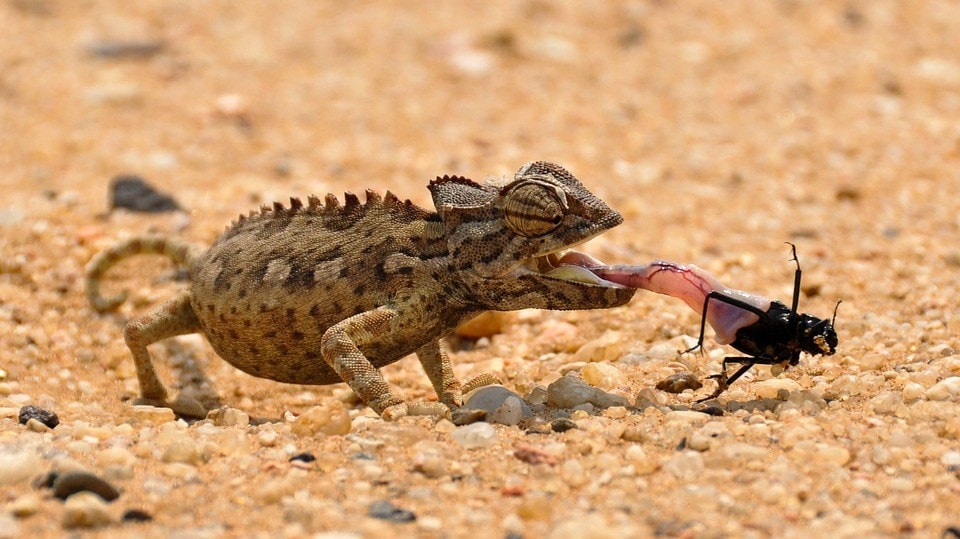 chameleon eating insect