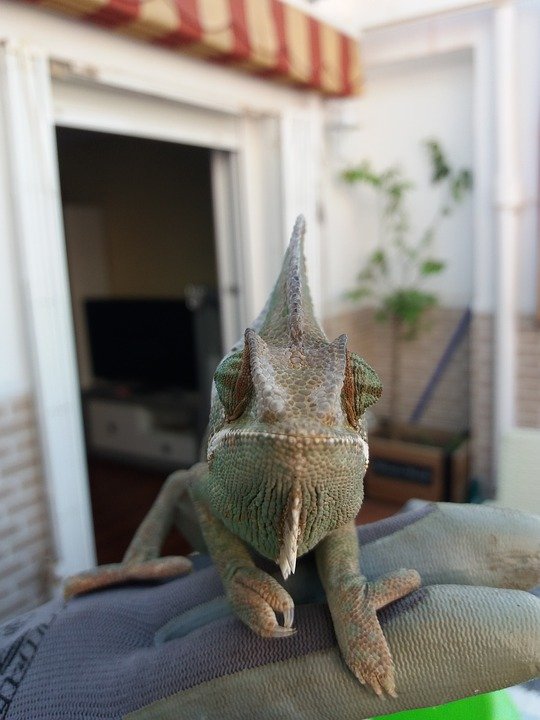 chameleon in a person's hand