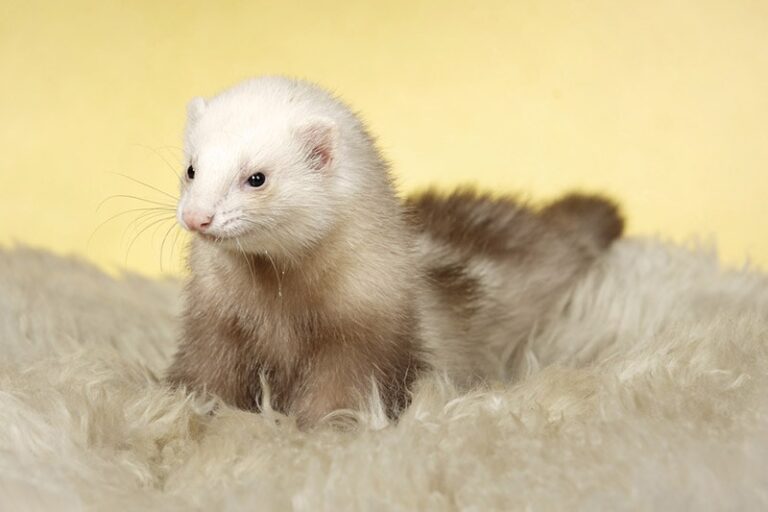 Where To Buy Ferrets In 2026 Adoption Online Retail Options The Champagne Ferret On A Carpet Couperfield 768x512 