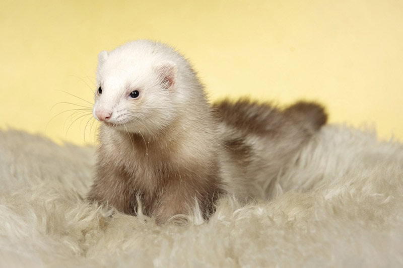 champagne ferret on a carpet