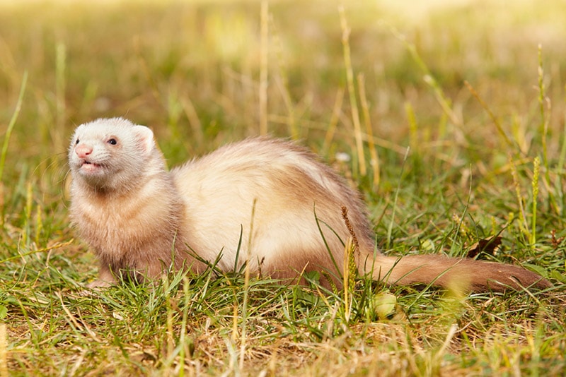 champagne ferret on summer meadow