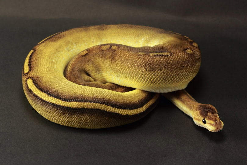 champane ball python