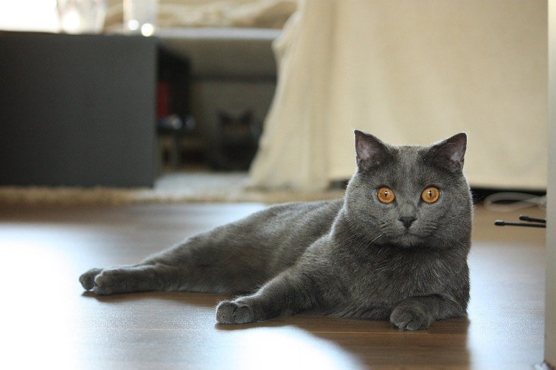 chartreux cat_LucasBouillon, Pixabay