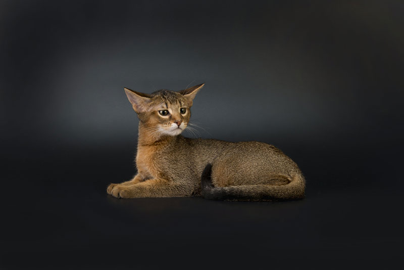 chausie kitten on dark background