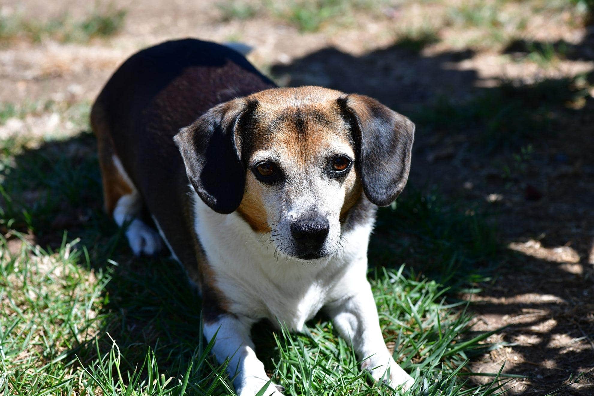 cheagle_Danae Abreu, Shutterstock