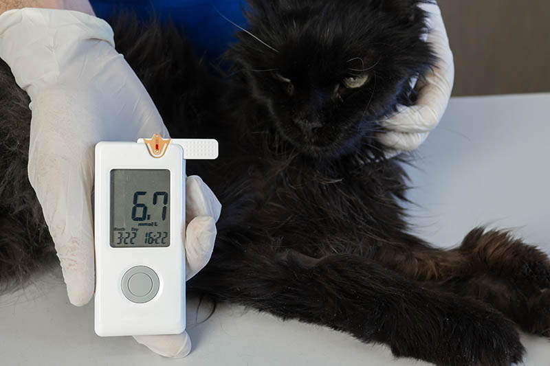 checking blood glucose of a cat