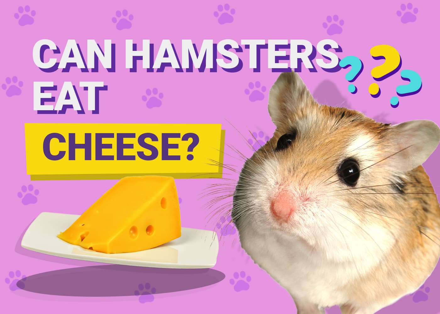 Can Hamsters Eat Cheese