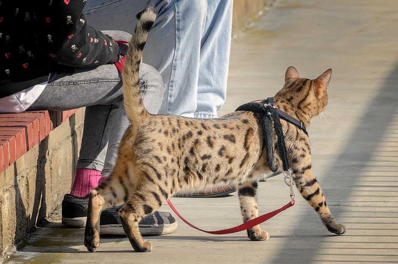 cheetoh cat on a leash