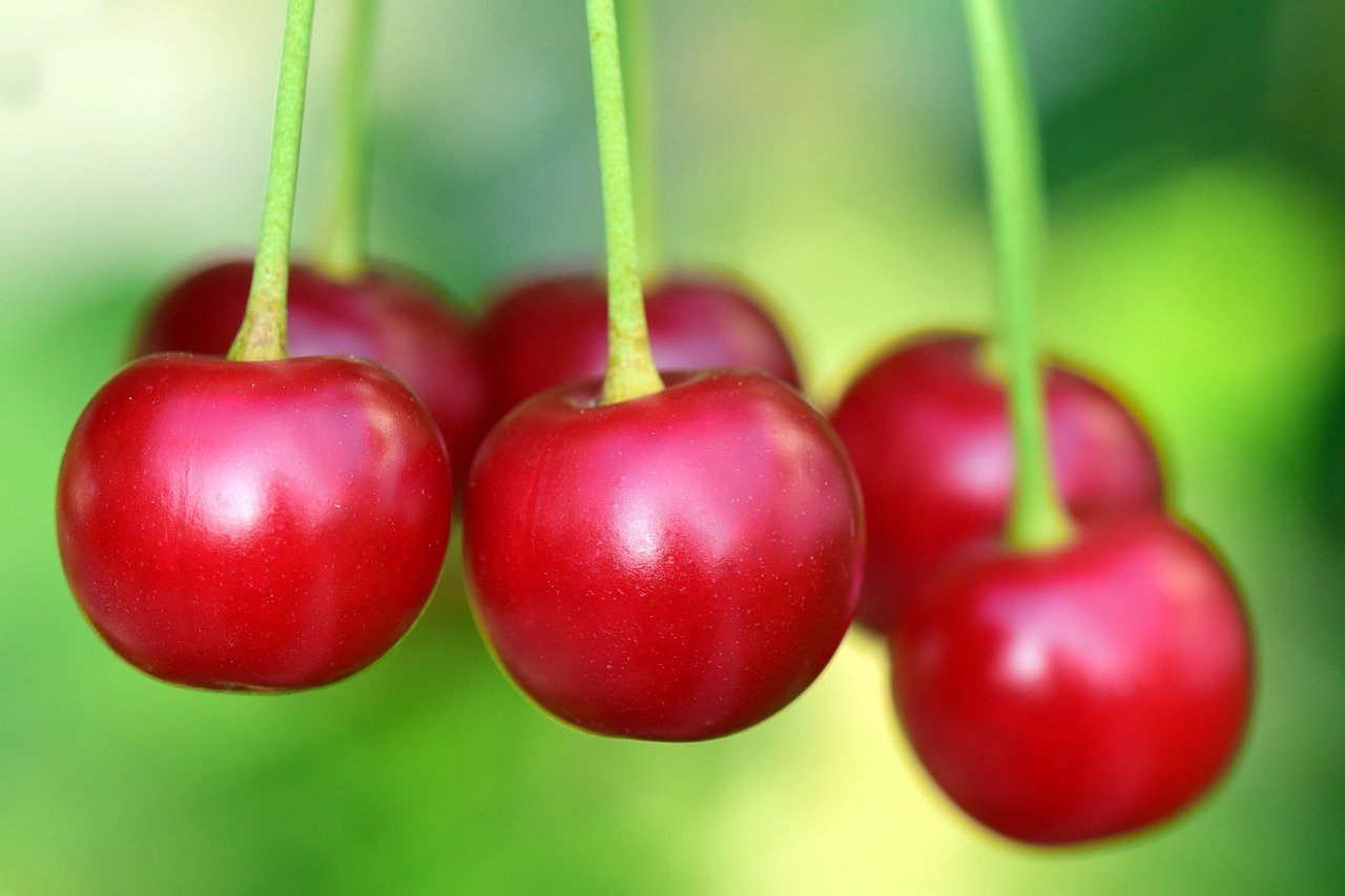 cherries close up