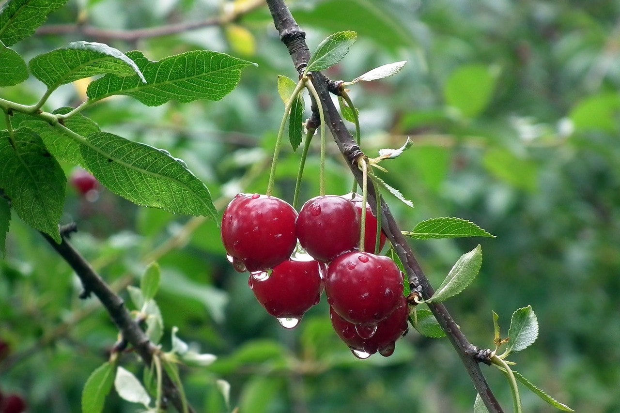 cherries on the tree