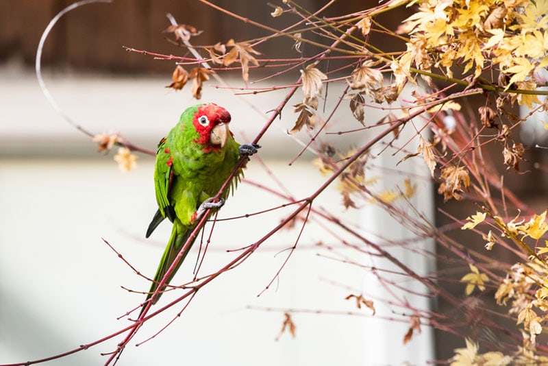 cherry headed conure bird perching on tiny branch