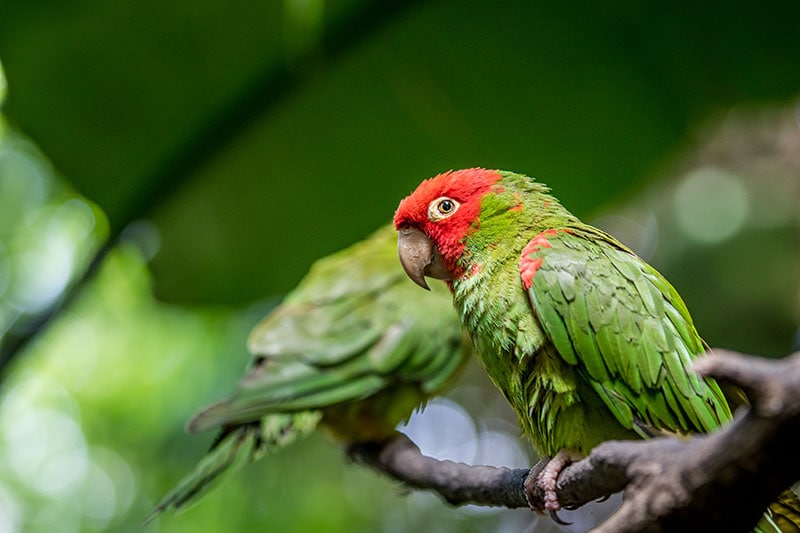 cherry headed conure birds perching on a tree