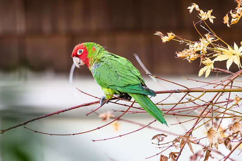 cherry headed conure perching on a tree branch
