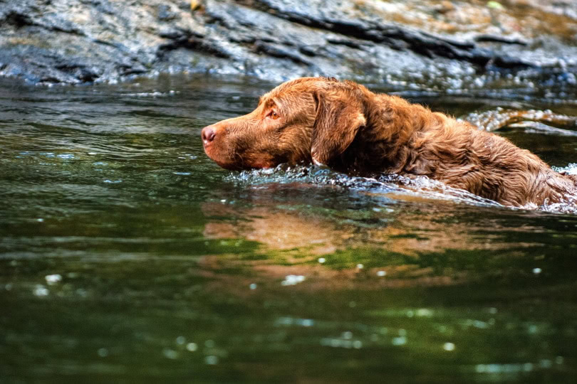 chesapeake bay retriever_Piqsels