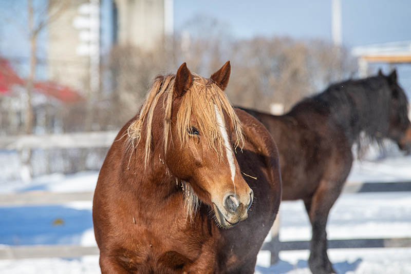 Chestnut canadian horse