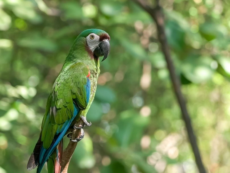 chestnut fronted macaw