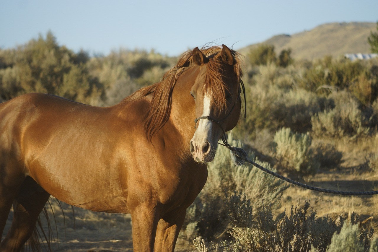 chestnut morgan horse