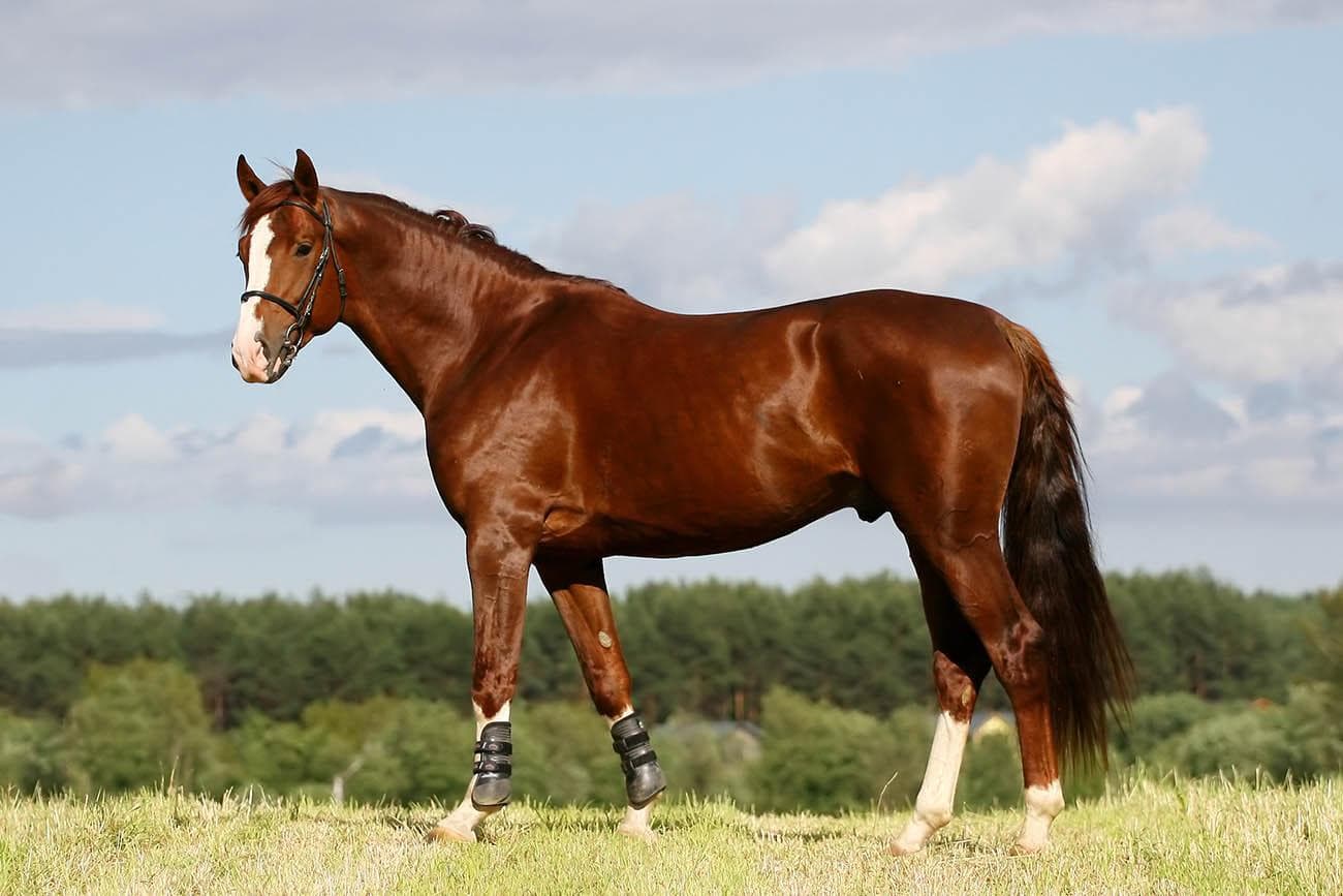 chestnut oldenburg horse
