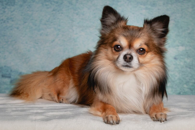 chihuahua dog