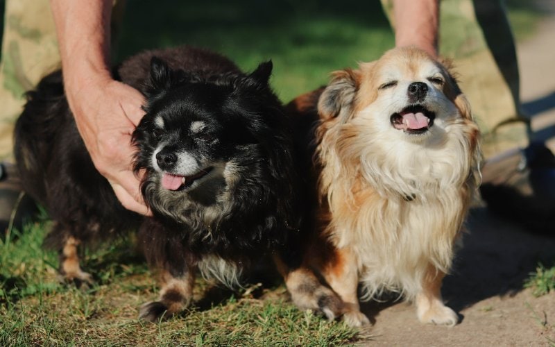 chihuahua dogs socializing outdoors
