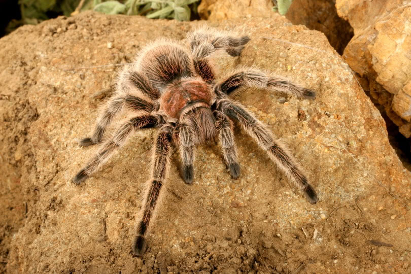 chilean rose hair tarantula_Audrey Snider-Bell_Shutterstock