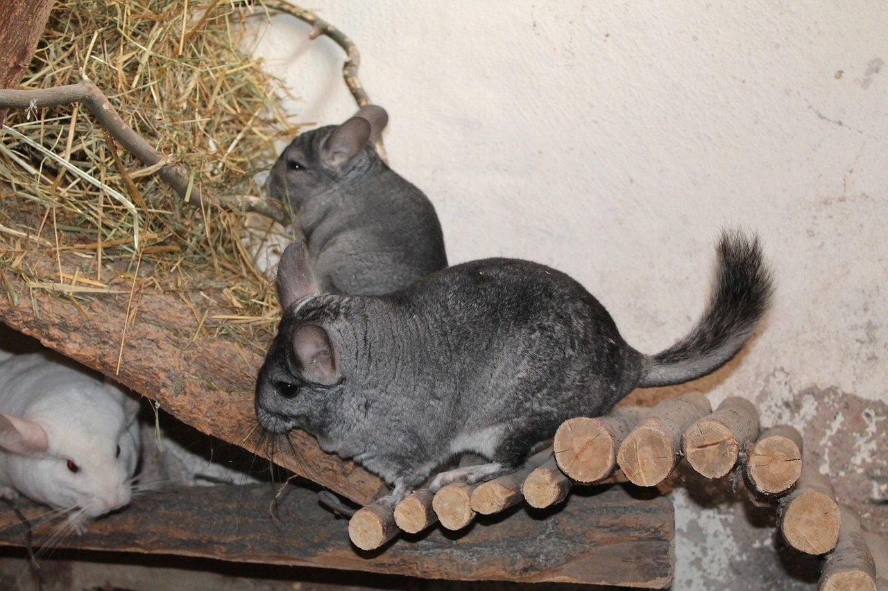 chinchilla