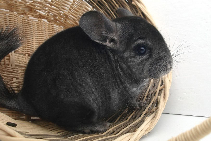 chinchilla