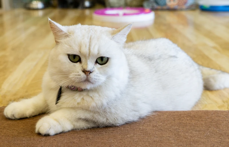 chinchilla american shorthair cat kitten lying on the floor