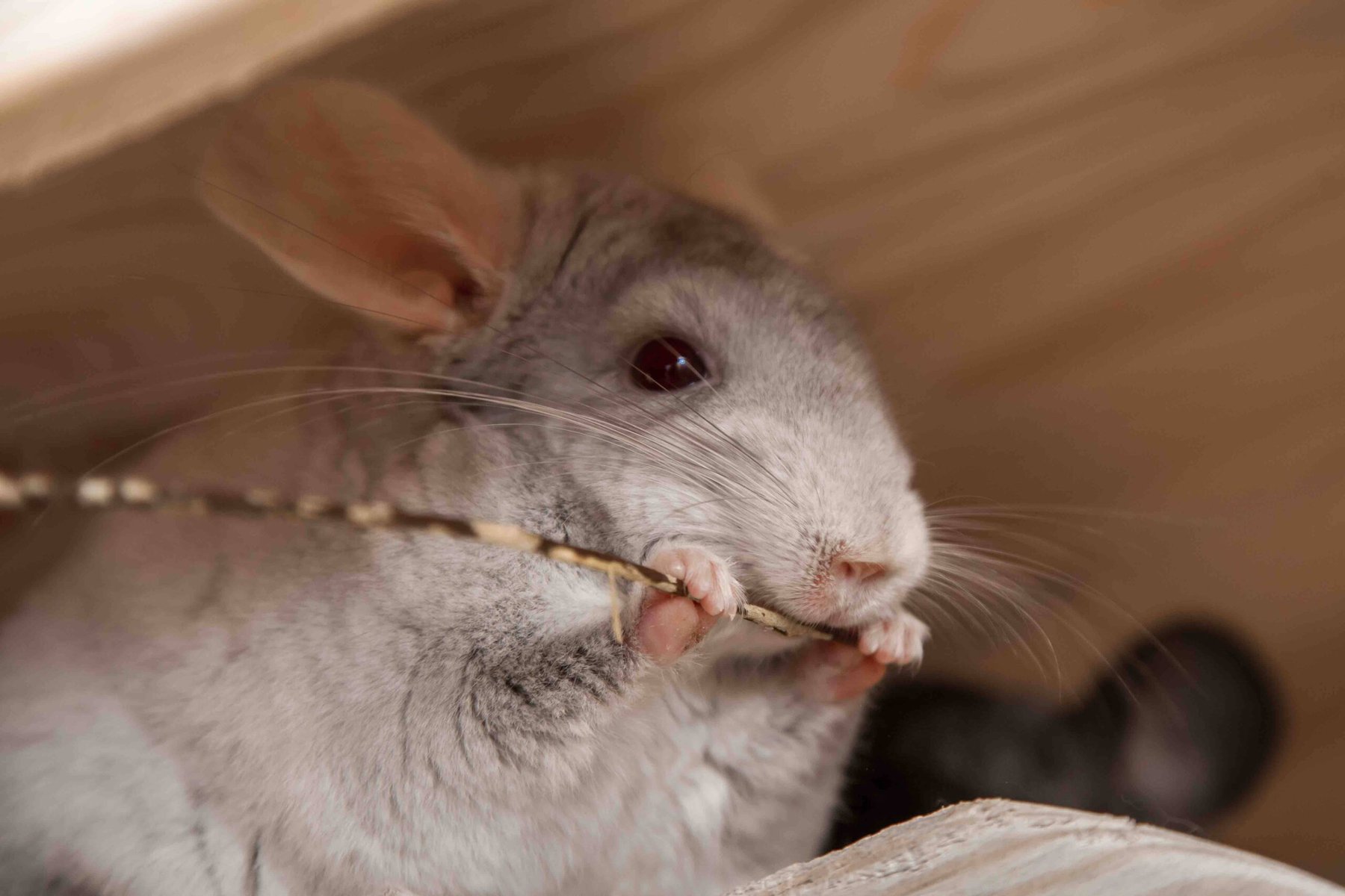 chewing chinchilla