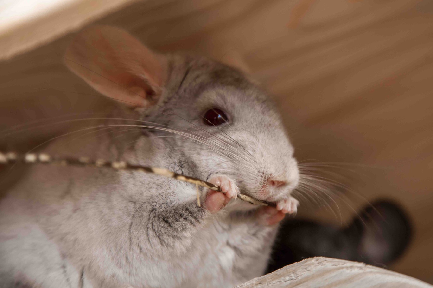 chewing chinchilla