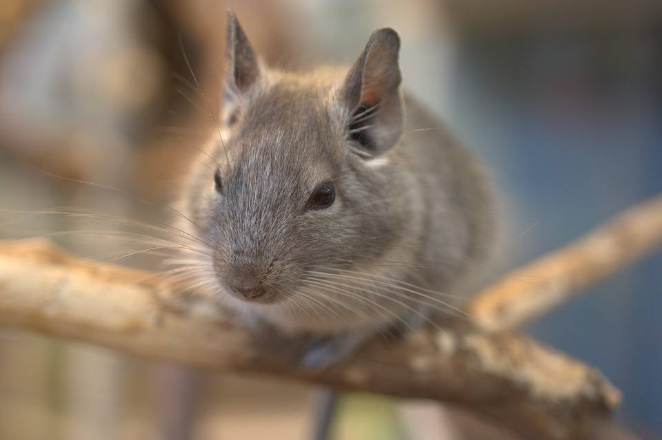 chinchilla close up