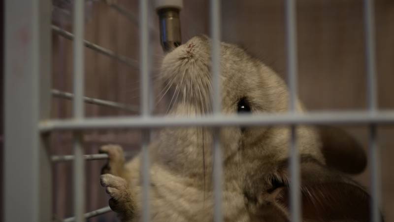 chinchilla drinks water from a drinking bowl