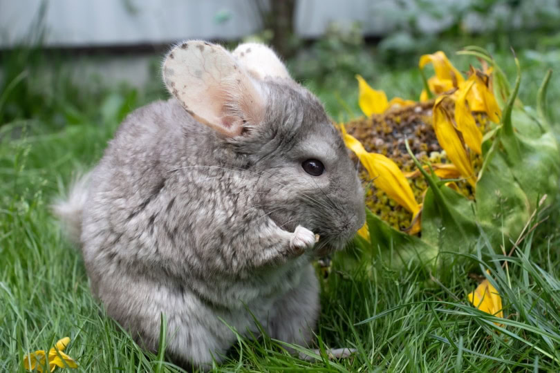 chinchilla eating sunflower seed