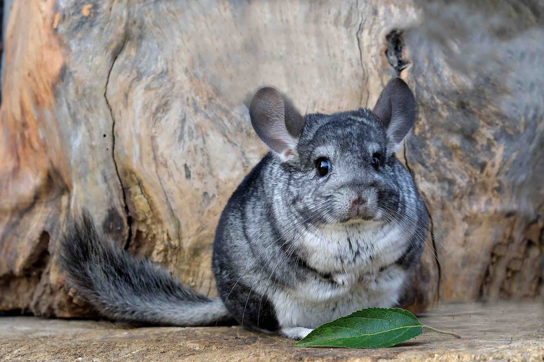 chinchilla cute with leaf