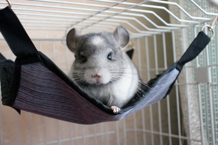 chinchilla-in-hammock-in-cage