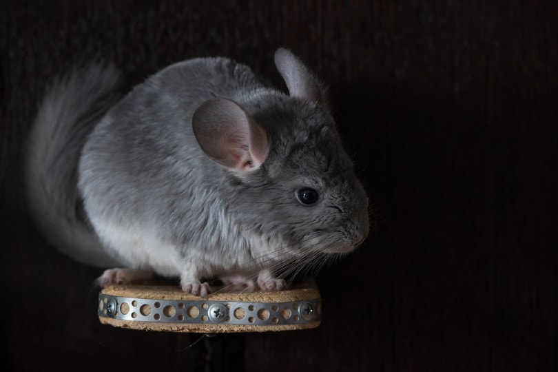 chinchilla in the dark