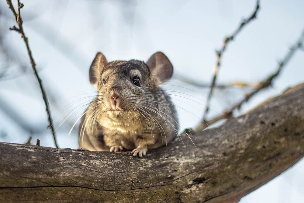 chinchilla in the tree branch