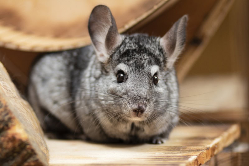 chinchilla in a wooden cage