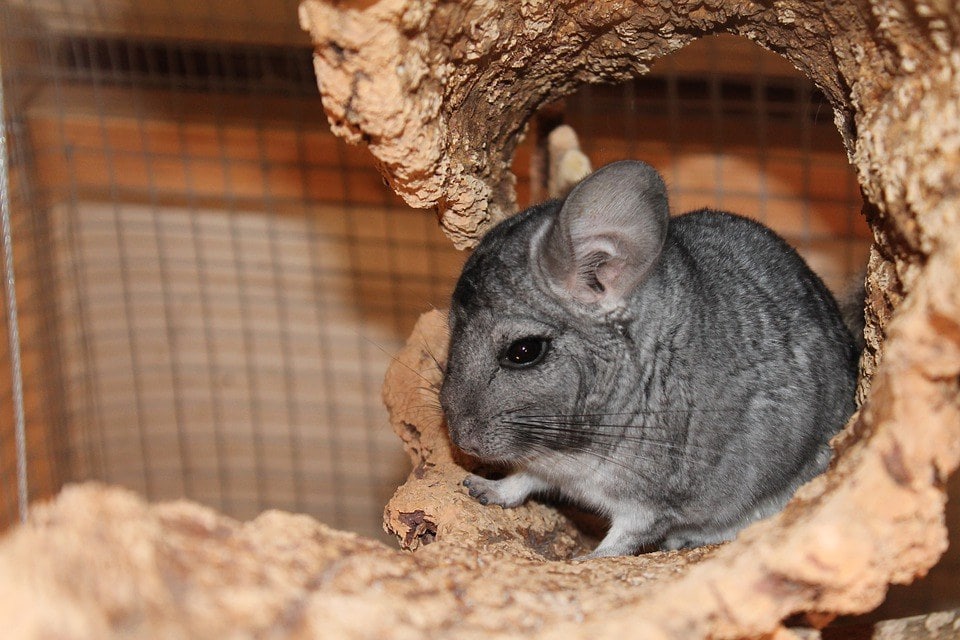 chinchilla inside the cage