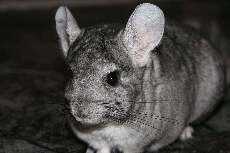 chinchilla