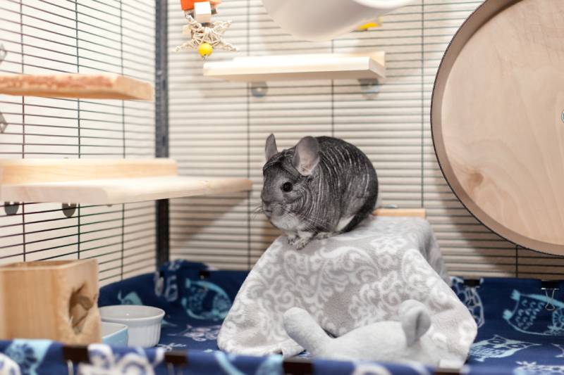 chinchilla playing inside its cage