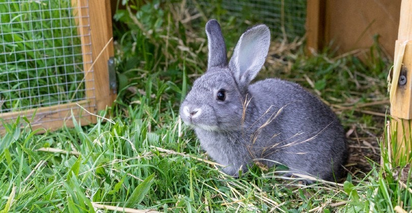 chinchilla rabbit in front of the barn