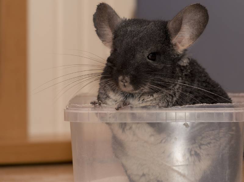 chinchilla taking a dust bath at home