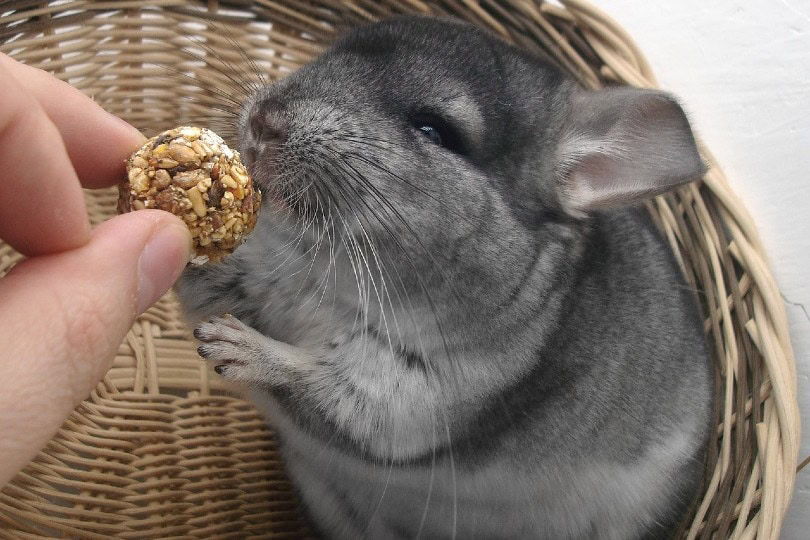 chincilla eating