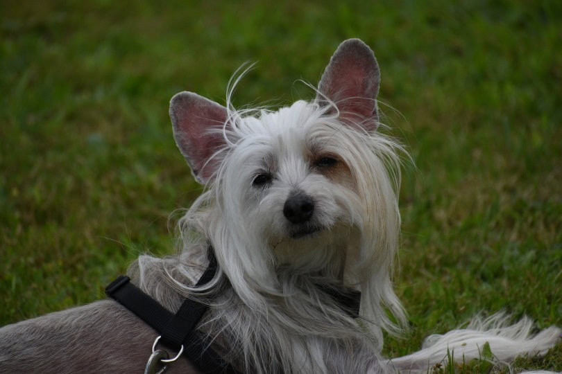 chinese crested dog in grass_Veronika Andrews_Pixabay